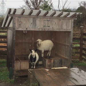 はい、今日は雪でした。でも子供がたくさん来てくれたから寂しくはなかったですメ。
