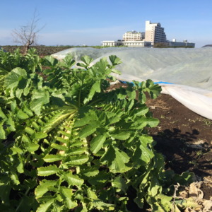 【1月26日（日）】誰が一番大きい！？三浦大根の収穫コンテスト＆本格！洗浄体験