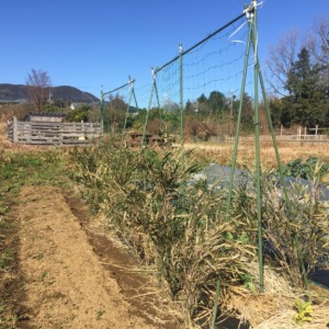 【ファーマーズラプス♬】えんどう豆のためのネット張りと寒さ対策