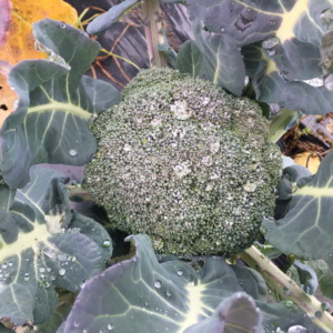 ぶろっこりーです。相変わらず宝石のよう。でしょ？