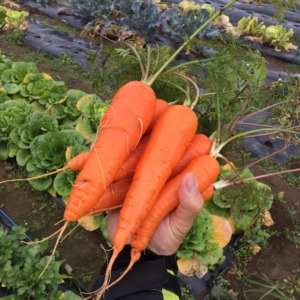 【祝】にんじんですが、無事収穫期を迎えました。