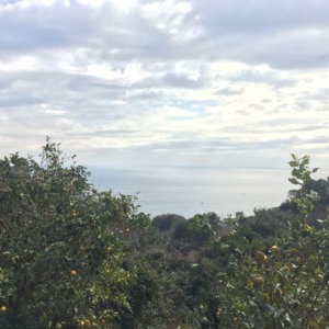 レモン畑から見た片浦の海の様子。