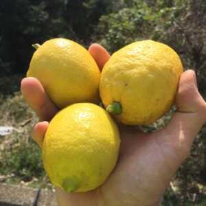 【手入れプリーズ】レモンです。収穫はOKなのですが。