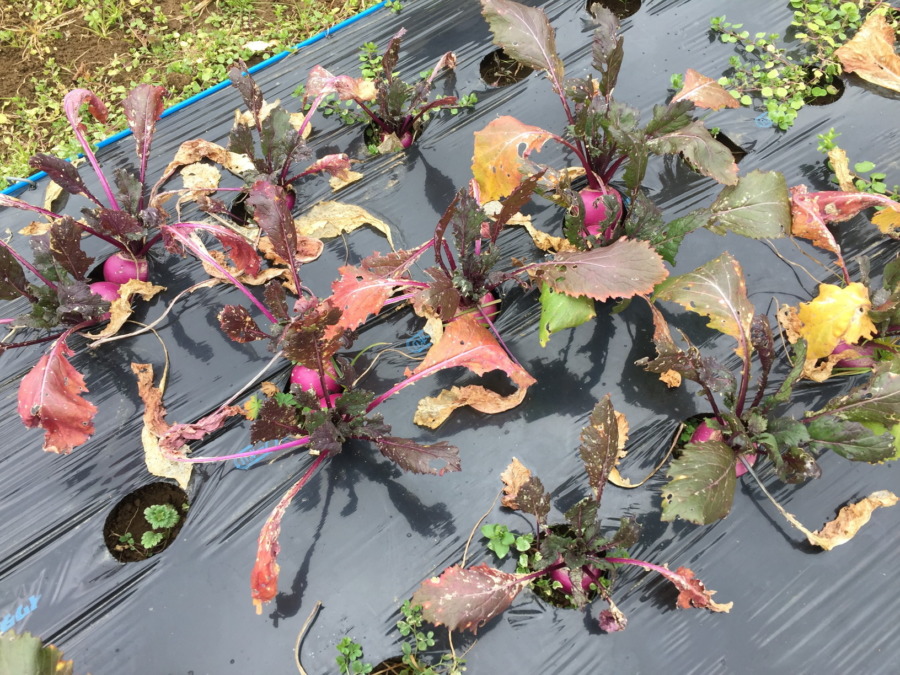 【あやめ雪の栽培完了】育ててくれてありがとう。お次は？