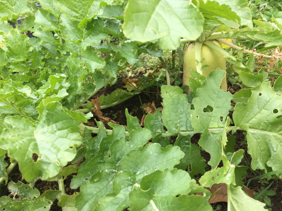 だいこんの様子。まさにいまが旬！今月末、配送しましょうかね。