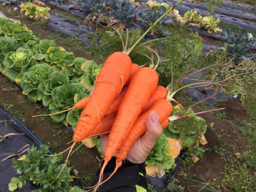 【祝】にんじんですが、無事収穫期を迎えました。