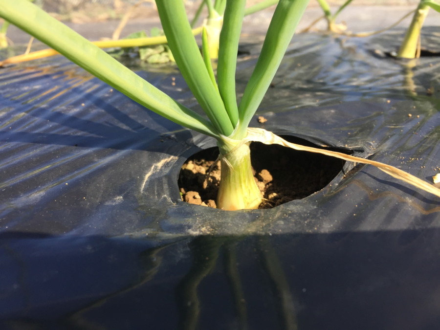 玉ねぎに追肥完了。極早生は、根元のあたりがそれらしい形に♪♬