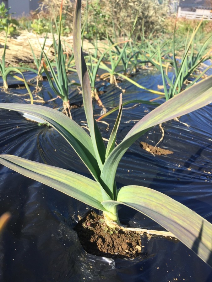 追肥＋雨で十分な水＋暖かさ＝順調なにんにくの成長。