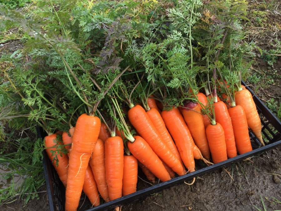本日、配送しました。収穫直後と畑の様子はこちらから。