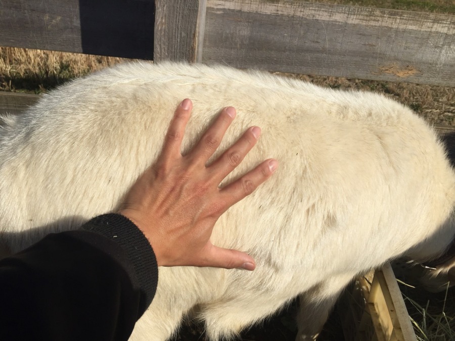 ルナの冬毛だヨ。もこもこフサフサ。