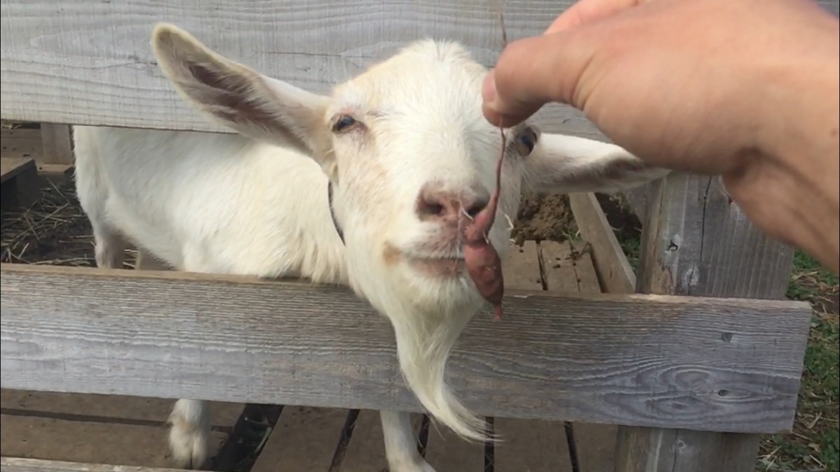 【スロー】安納芋食べたyo。