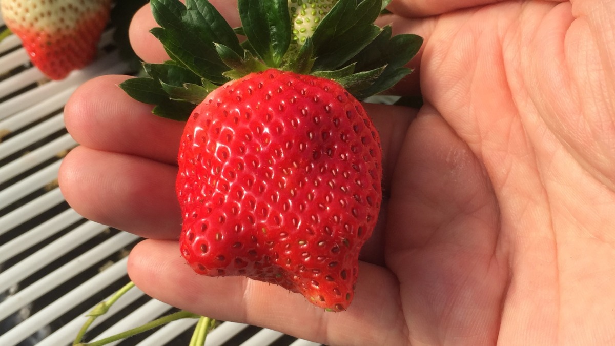 【開催御礼｜2月11日】いちご収穫体験＠いばらき