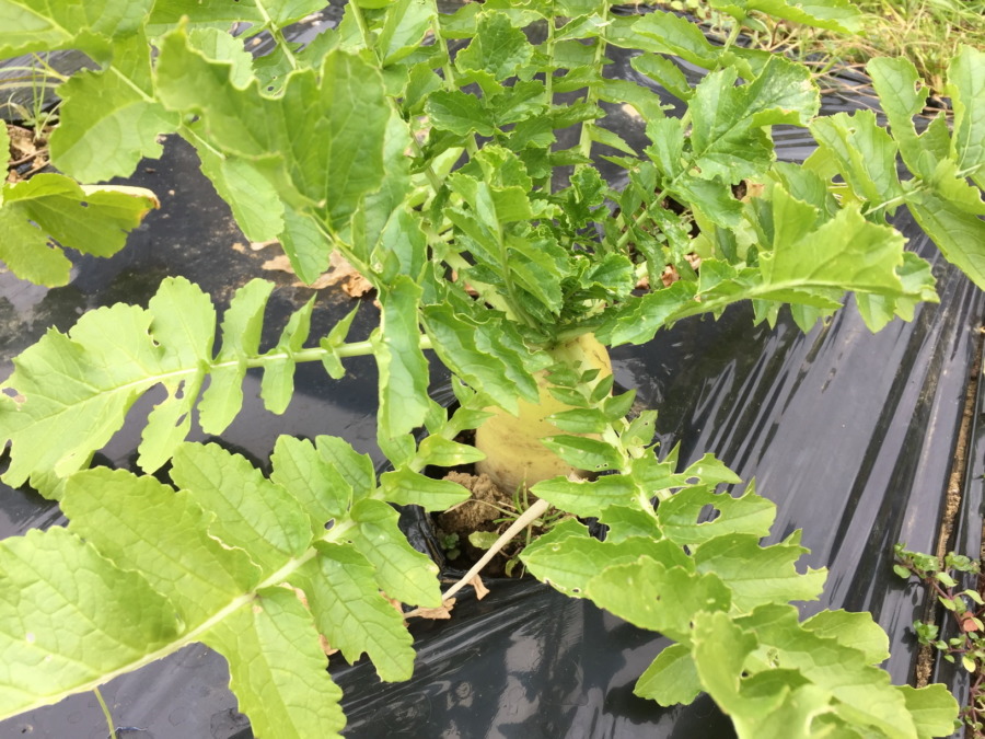 だいこんの様子。まだ残ってます。今月末、配送しましょうかね。