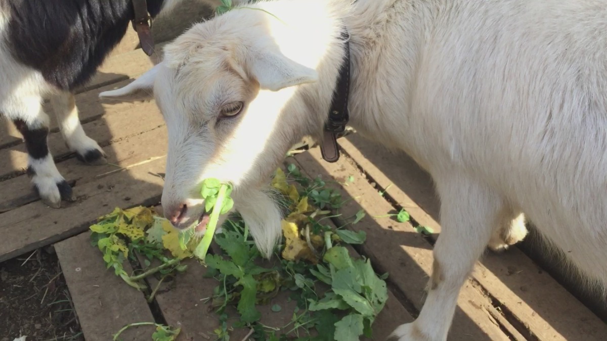 ルナちょっとやせたかも。くびれ、分かる？