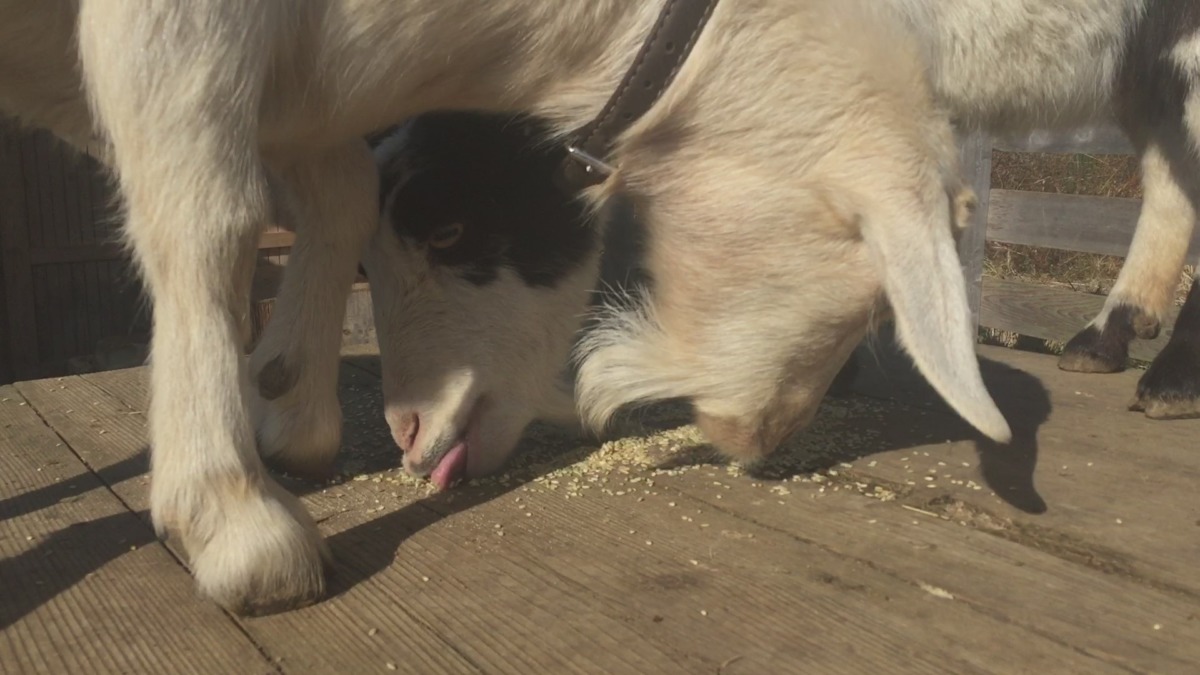 元旦ということで、お餅の代わりに玄米を食しました。