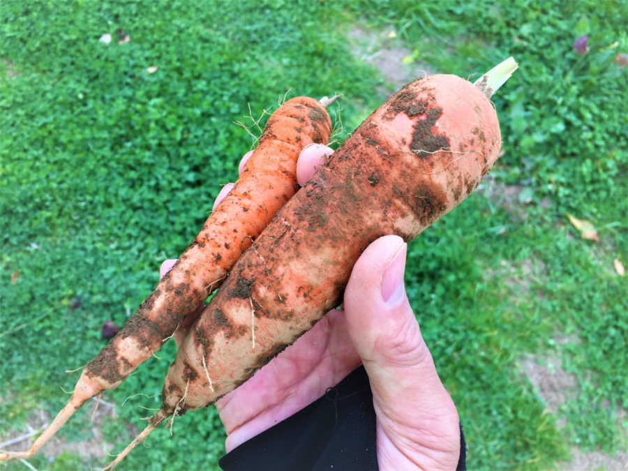 試しに採ってみました。そろそろですね。今月下旬、大きいものから取りましょう。