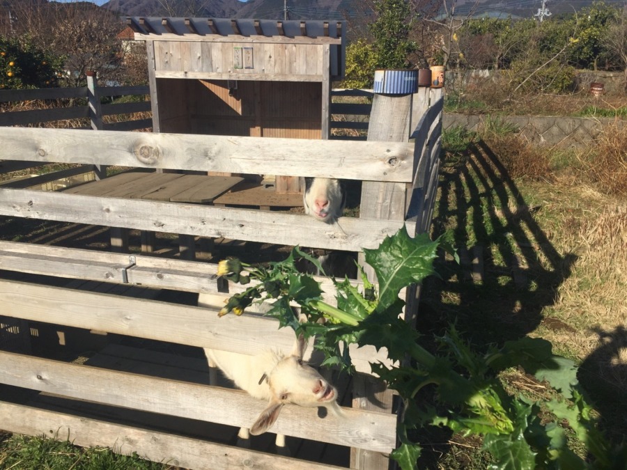 鬼野芥子（おにのげし）とヤギ。冬の畑の一風景。