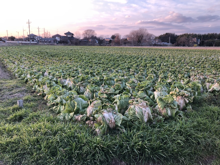 『まるっちゃう』