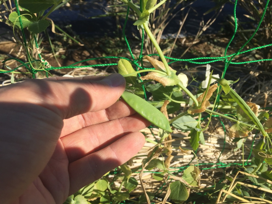 やっぱ暖かい冬？？春に実がなるはずのエンドウ豆。できてます。