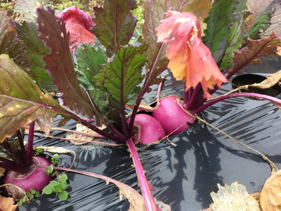 【あやめ雪の栽培完了】育ててくれてありがとう。お次は？