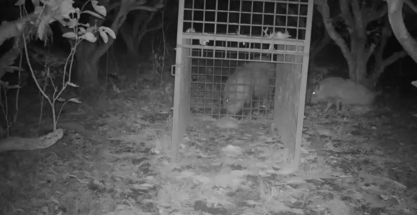 猪さんは、木の幹でお尻をこするゾ。