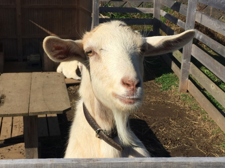 おかーさんのポーズを真似してみたyo。