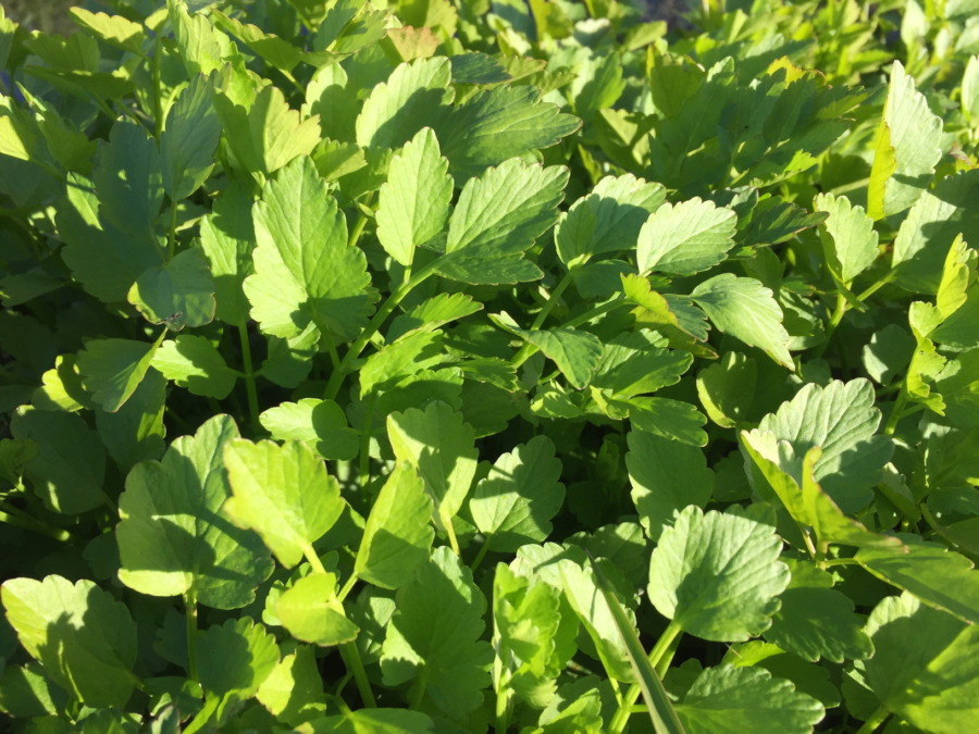 【はたけDE暦｜芹乃栄】田んぼ脇の水路で「芹（せり）」見つけました。