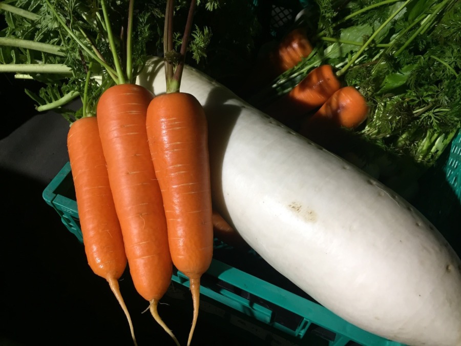 みうら海岸の畑の景色。来週はこちらで収穫パーティを。