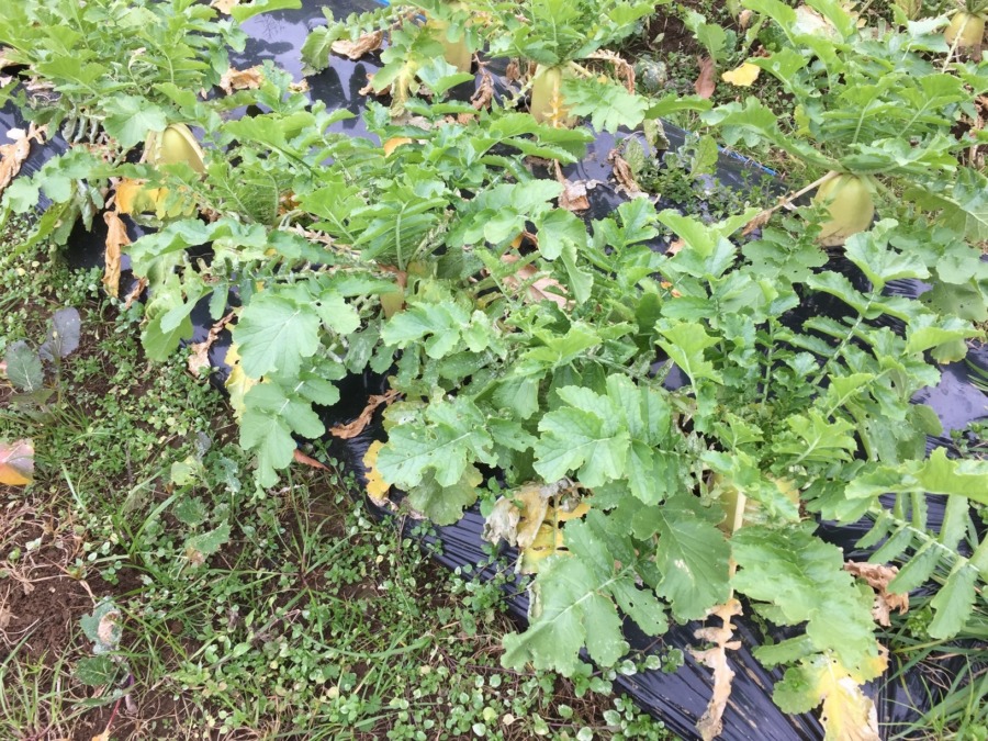 だいこんの様子。まさにいまが旬！今月末、配送しましょうかね。