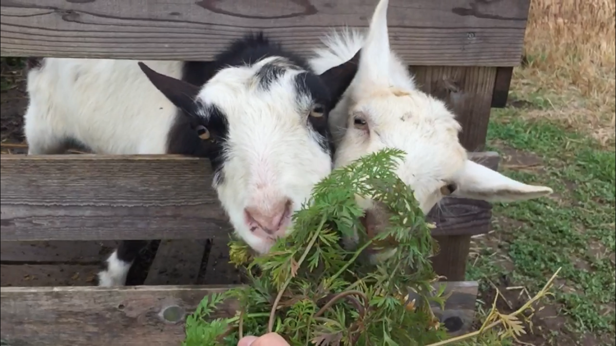 【スロー】にんじんの葉っぱを、おかーさんと取り合いっこ。