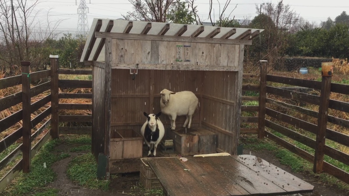 はい、今日は雪でした。でも子供がたくさん来てくれたから寂しくはなかったですメ。