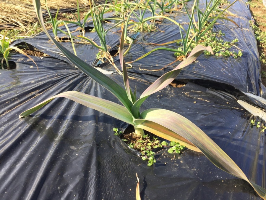 これが噂のBIGにんにく。