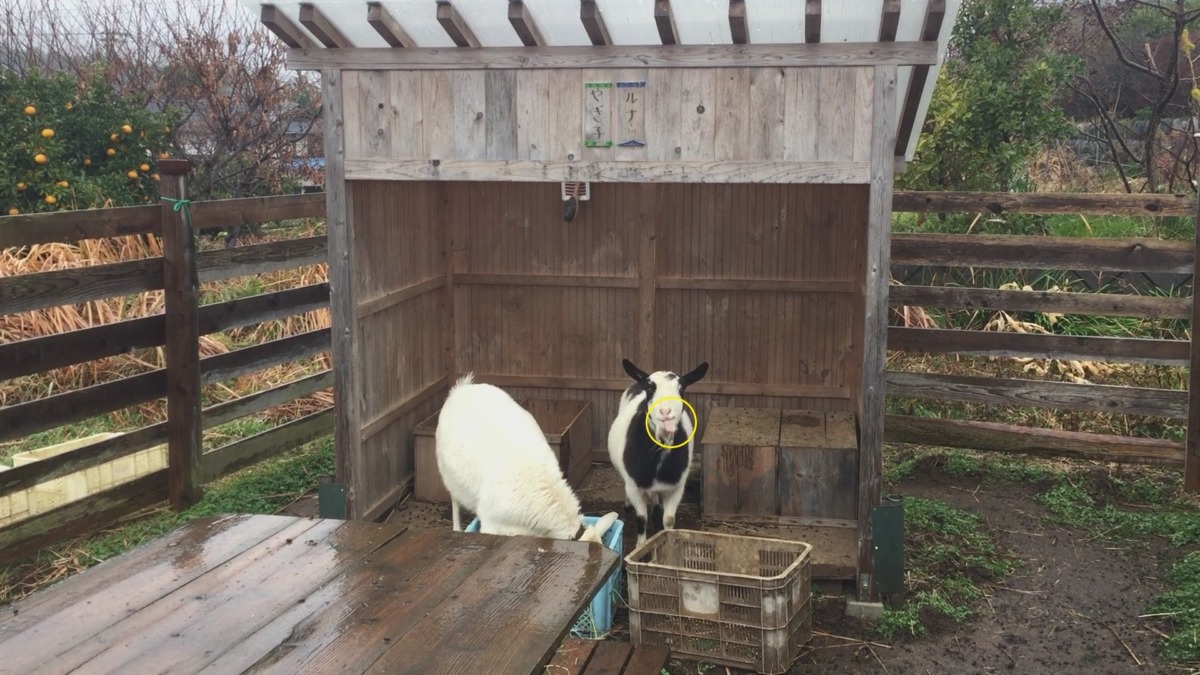 今日は雨。ベロ、出てます。