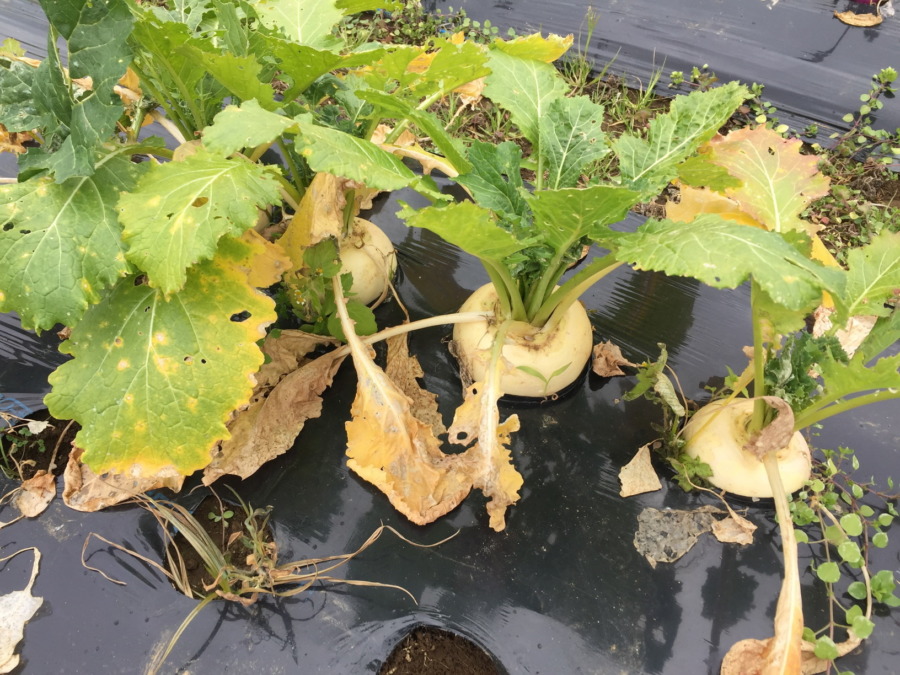 【こかぶの栽培完了】育ててくれてありがとう。さてお次は？