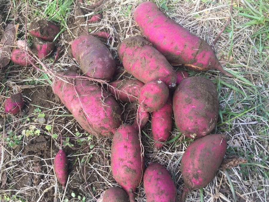 安納芋、ごろごろゴロ。