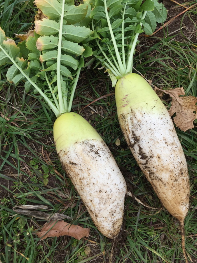 本日、配送しました。収穫直後の大根の様子はこちら。
