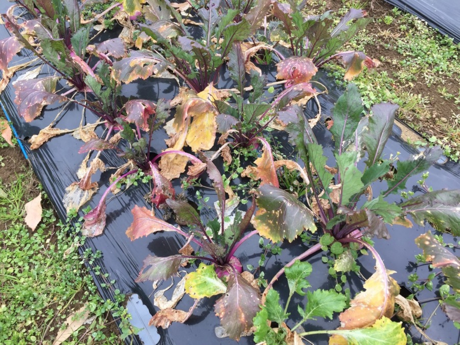 【あやめ雪の栽培完了】育ててくれてありがとう。お次は？