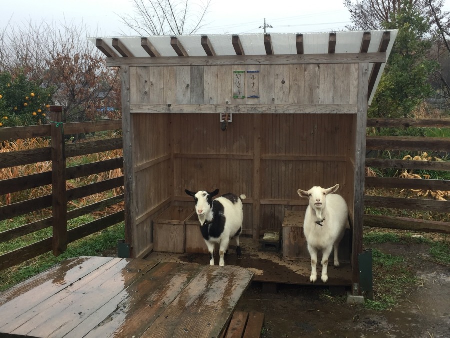 今日は、あメ（雨）☔。
