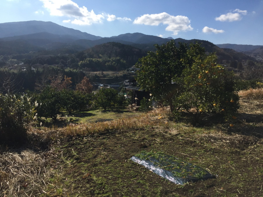 にんにくに追肥。今日はポカポカ良い天気でした。