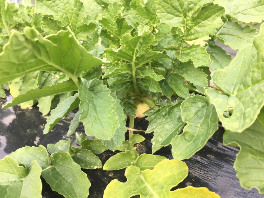 これは二か月後に収穫OK。進捗率55%。冬いっぱいで成長する予定。