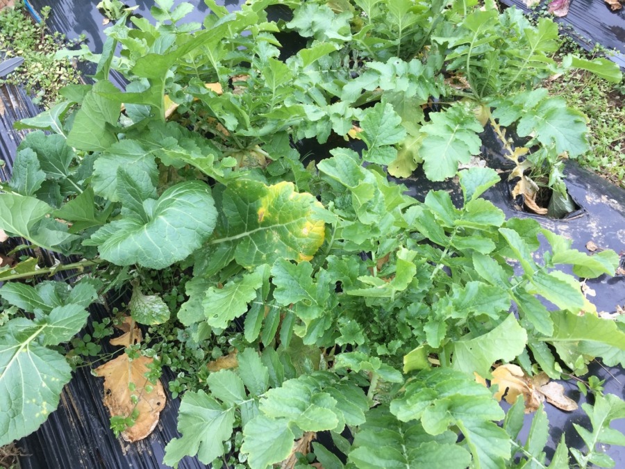 だいこんの様子。まだ残ってます。今月末、配送しましょうかね。