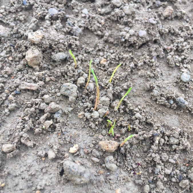 【はたけDE暦｜雪下出麦】一候遅れで確認できました。わたしの牧草麦です。