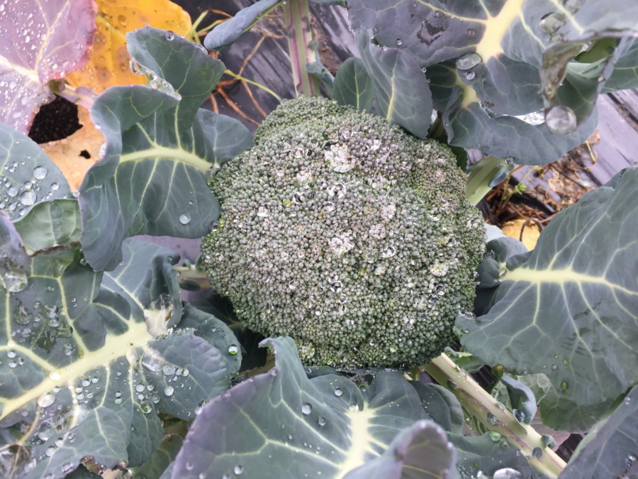 ぶろっこりーです。相変わらず宝石のよう。でしょ？