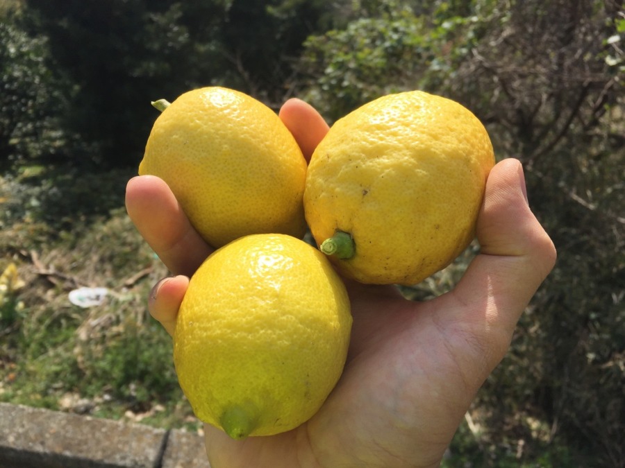 【手入れプリーズ】レモンです。収穫はOKなのですが。