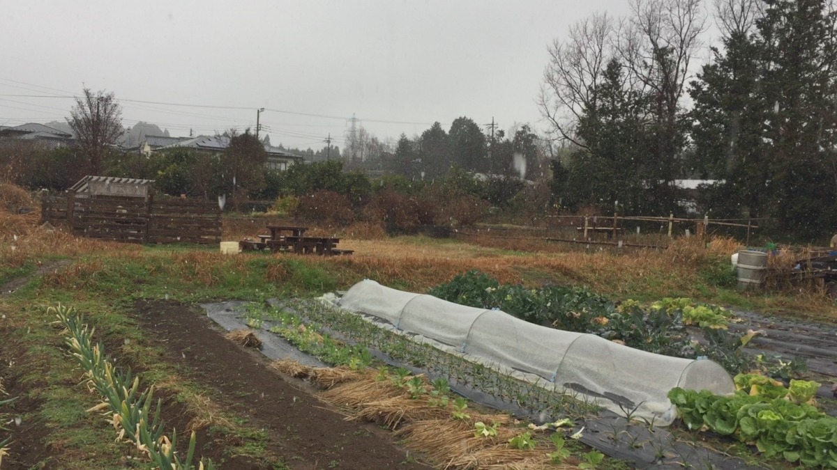 子供たちは雪で大喜び。収穫にやぎえさに、晴れの日と変わらない元気っぷり。