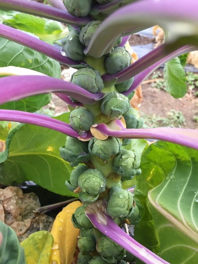 芽キャベツという不思議な世界。紫色が新鮮です。