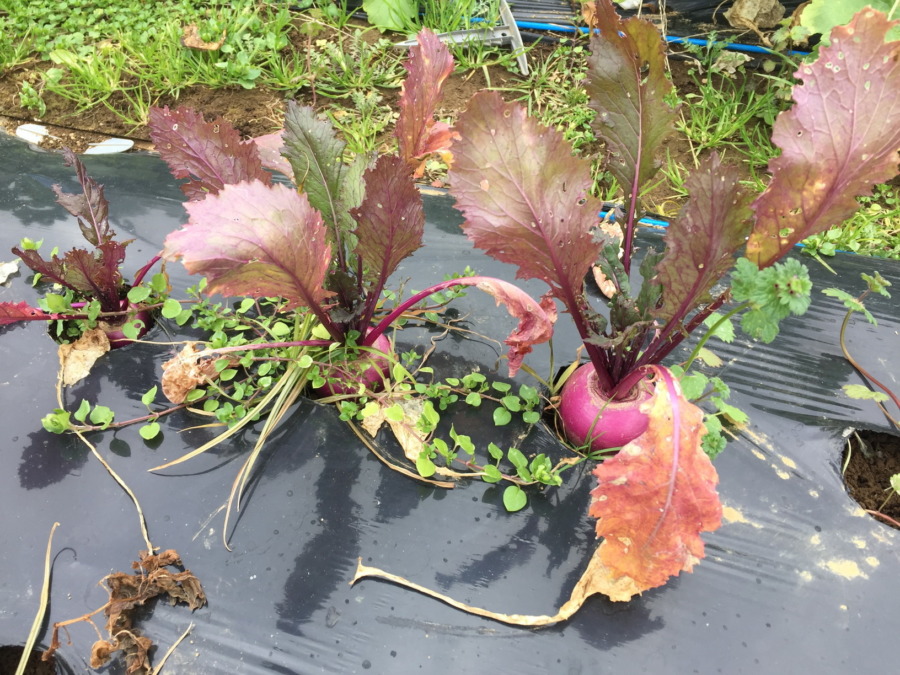 【あやめ雪の栽培完了】育ててくれてありがとう。お次は？