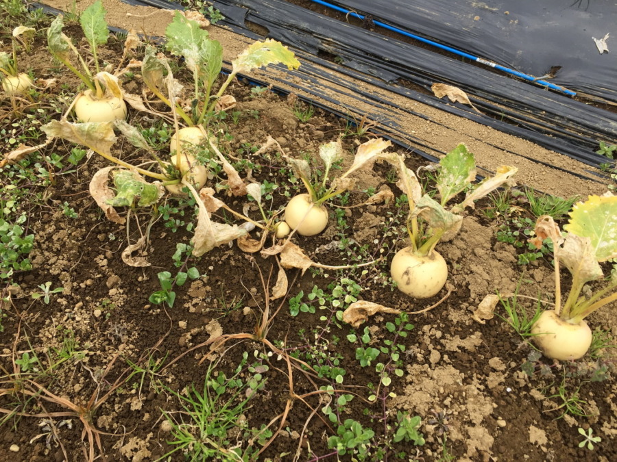 【こかぶの栽培完了】育ててくれてありがとう。さてお次は？