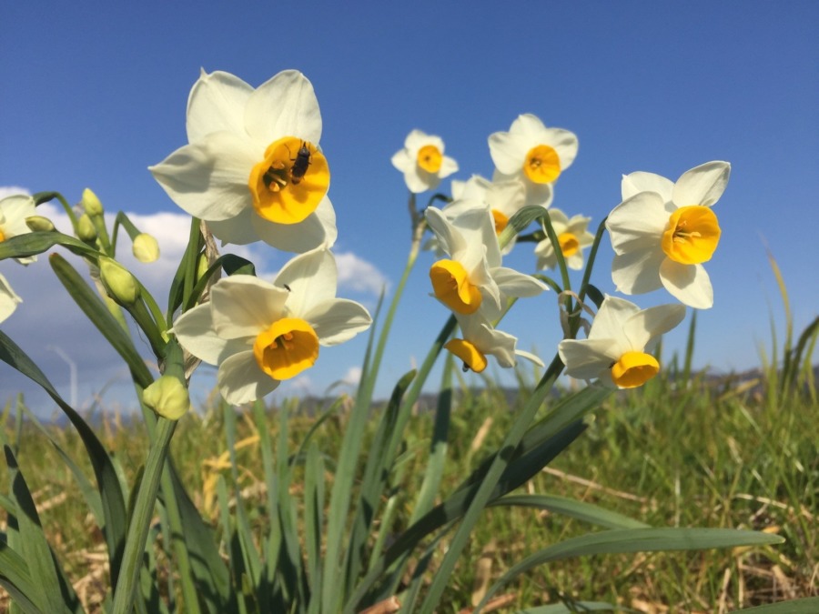 【はたけDE暦｜金盞香（きんせんかさく）】2か月遅れで発見。お仕事してるのはどなた？