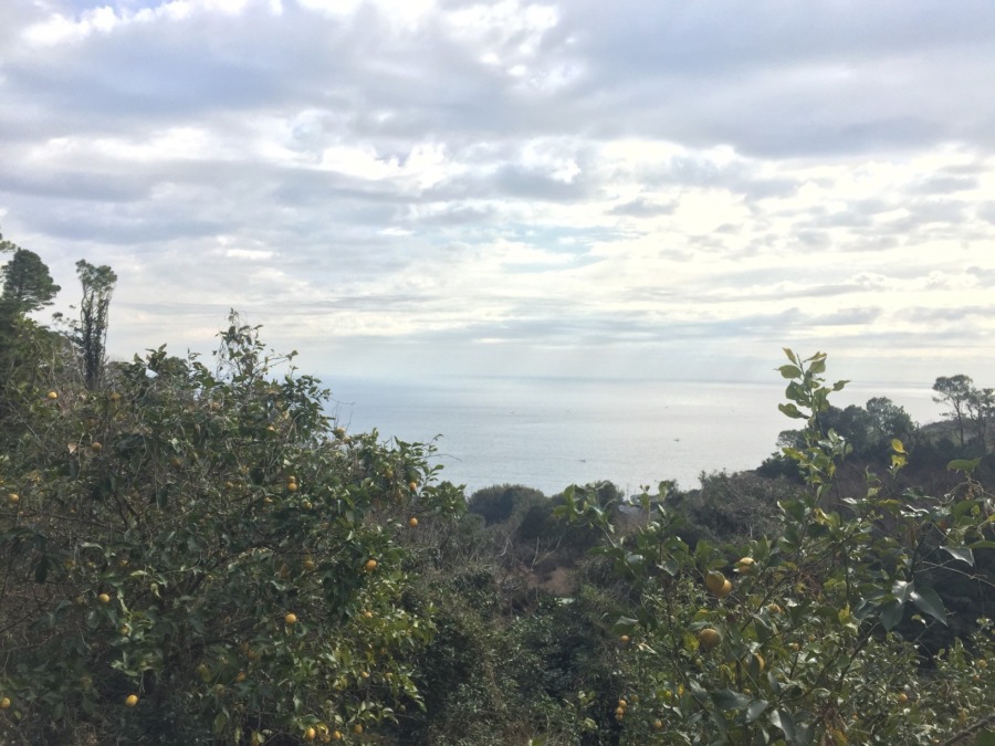 レモン畑から見た片浦の海の様子。